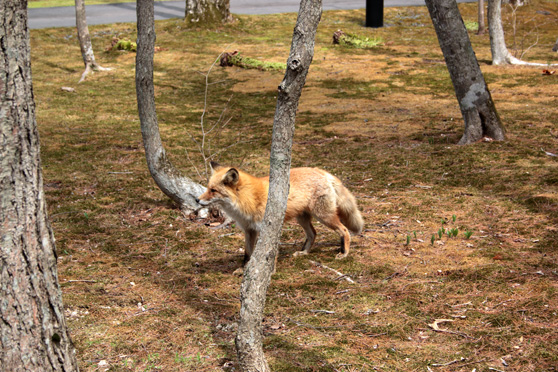 キタキツネ